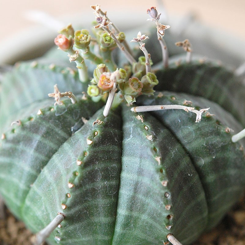 Euphorbia x antique イギリスジャー