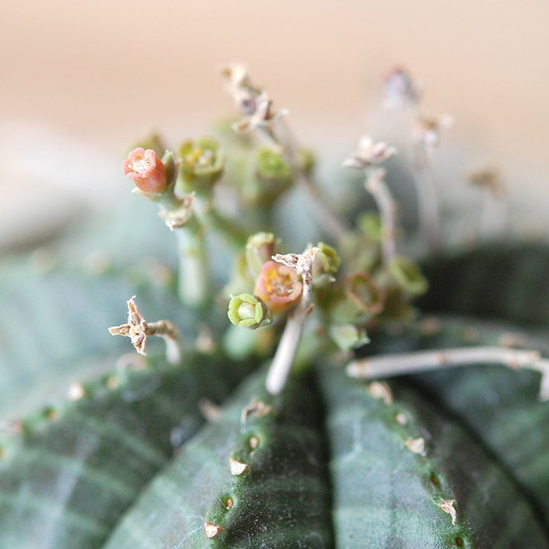 Euphorbia x antique イギリスジャー