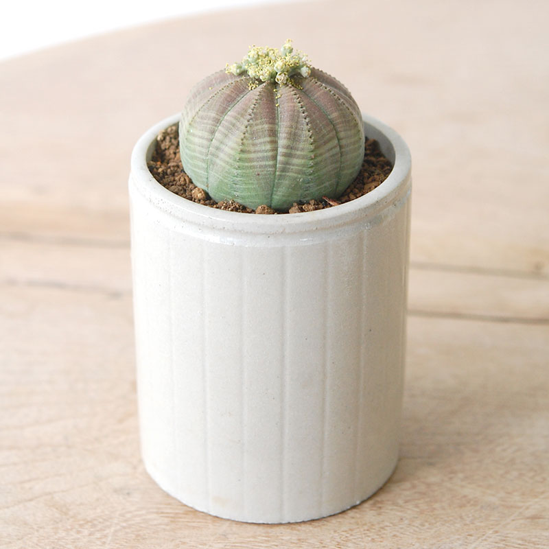 Euphorbia x antique イギリスジャー