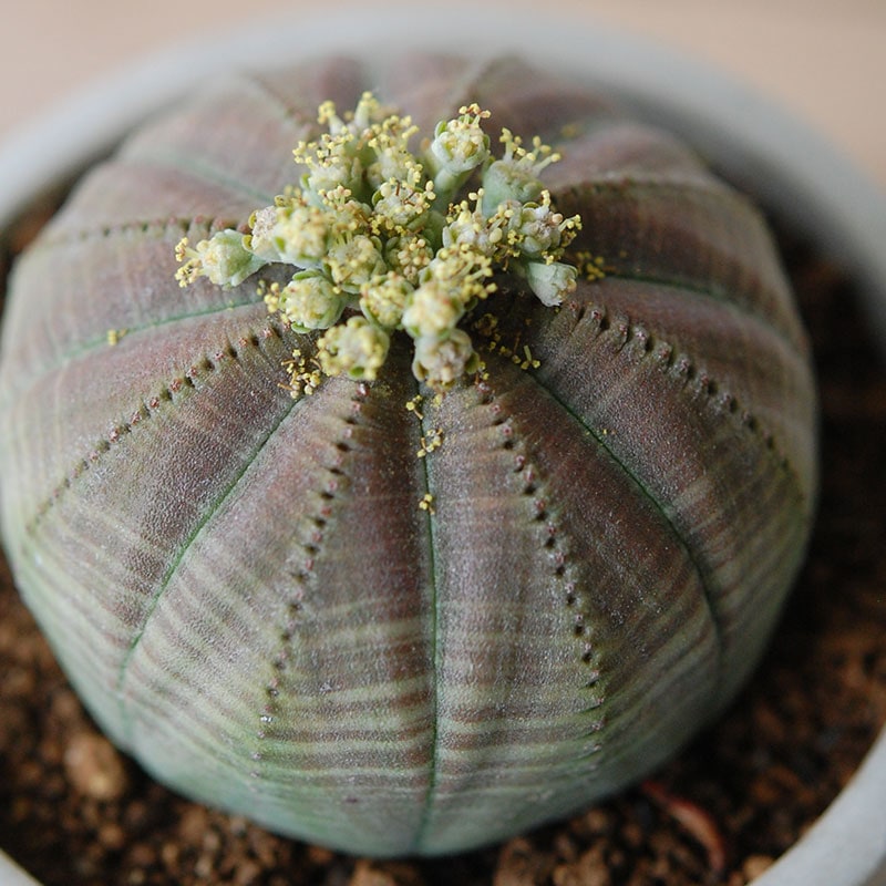 Euphorbia x antique イギリスジャー