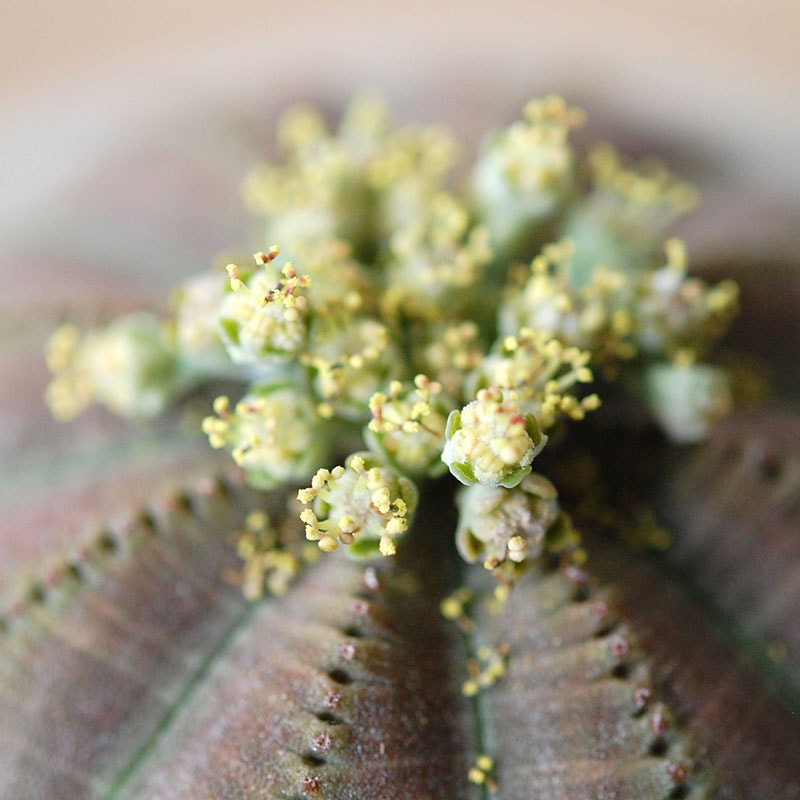 Euphorbia x antique イギリスジャー