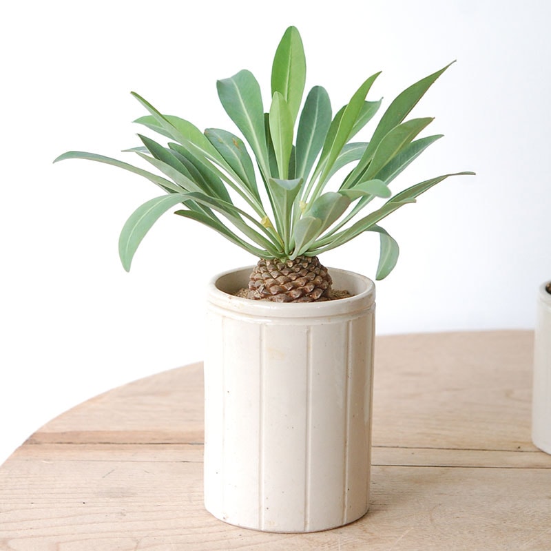 Euphorbia x antique イギリスジャー