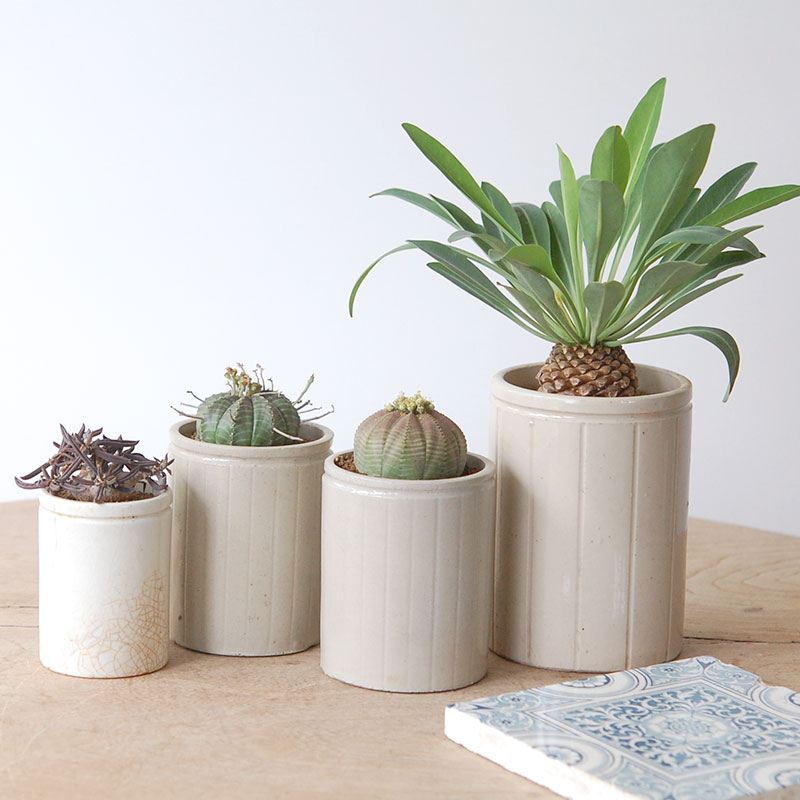 Euphorbia x antique イギリスジャー