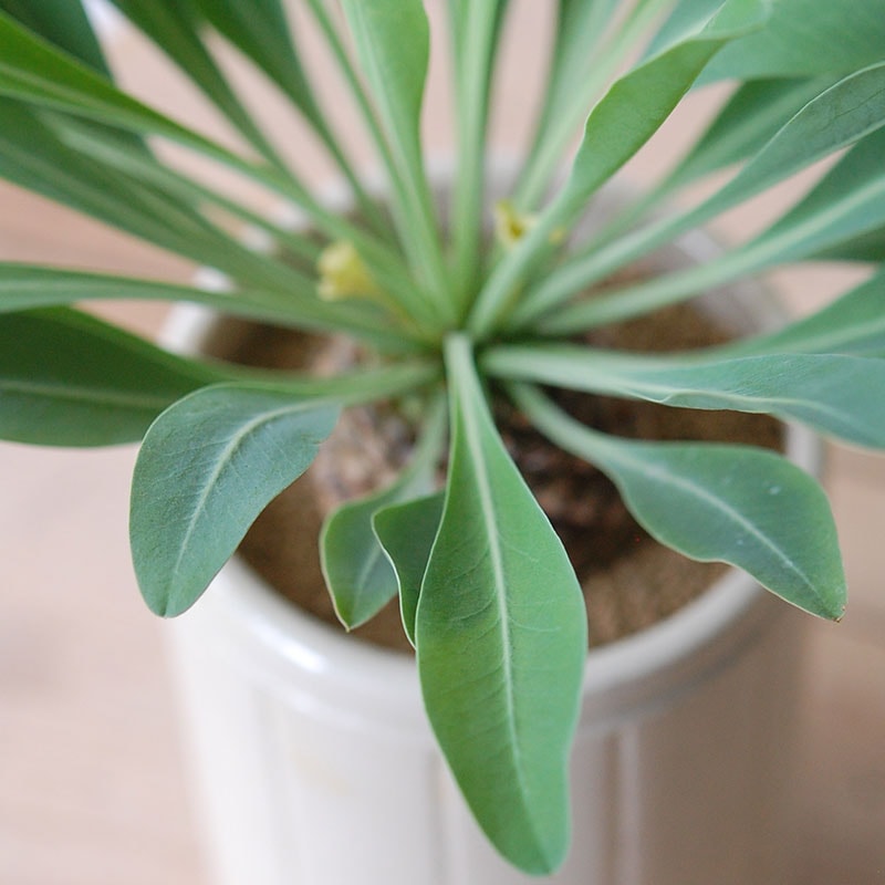 Euphorbia x antique イギリスジャー