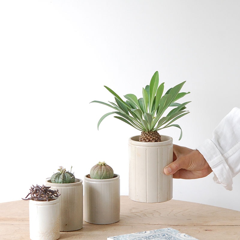 Euphorbia x antique イギリスジャー