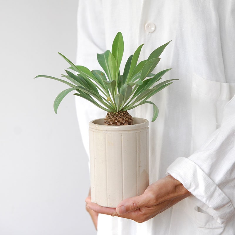 Euphorbia x antique イギリスジャー