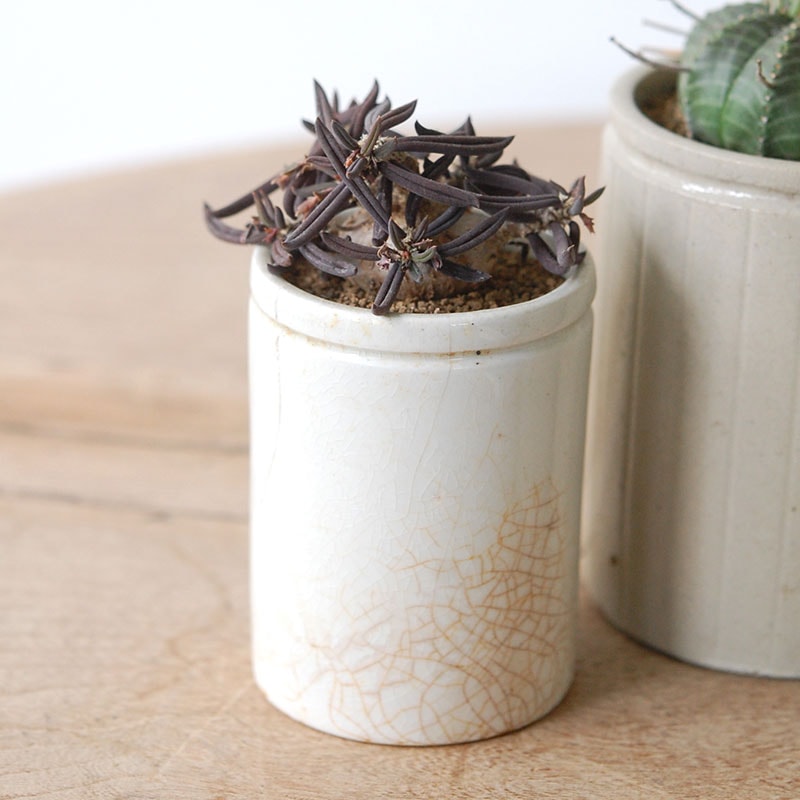 Euphorbia x antique イギリスジャー