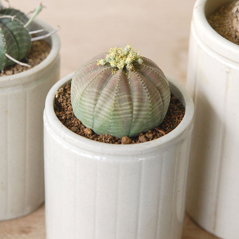 Euphorbia x antique イギリスジャー