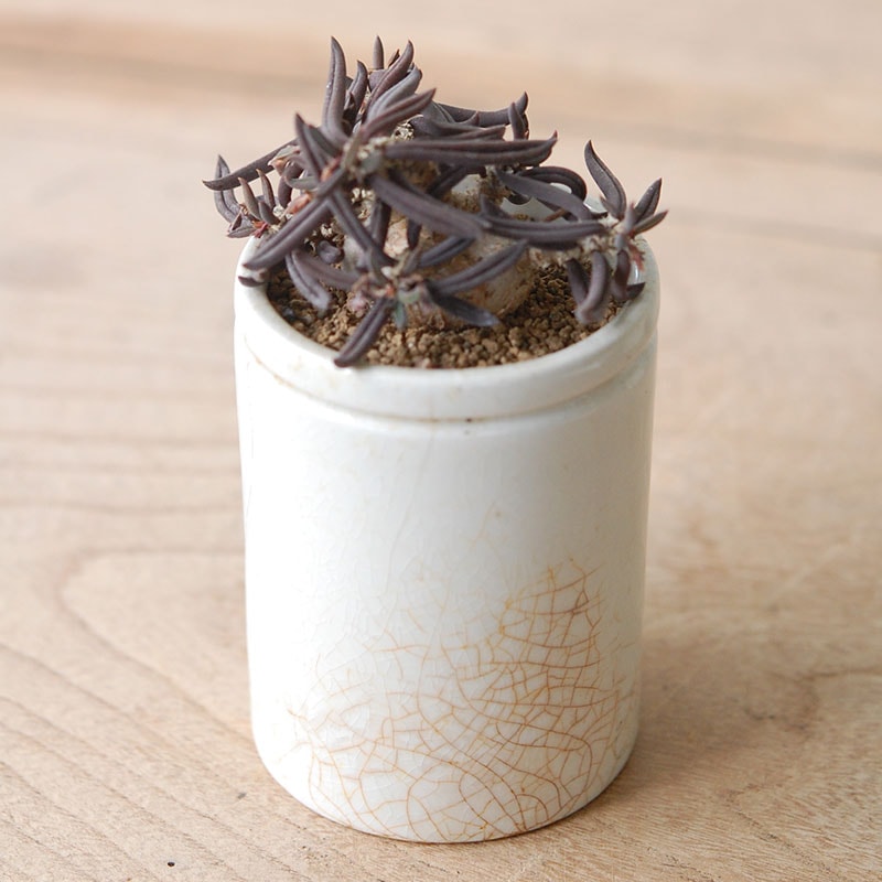 Euphorbia x antique イギリスジャー