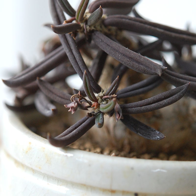 Euphorbia x antique イギリスジャー
