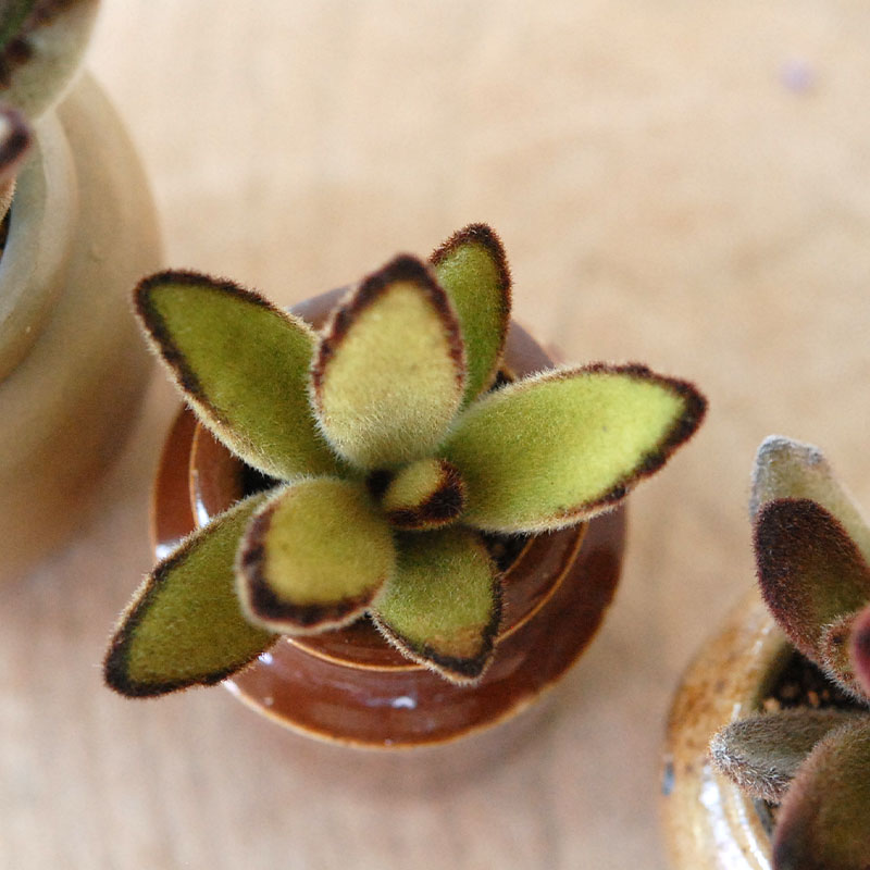 Kalanchoe x antique pot