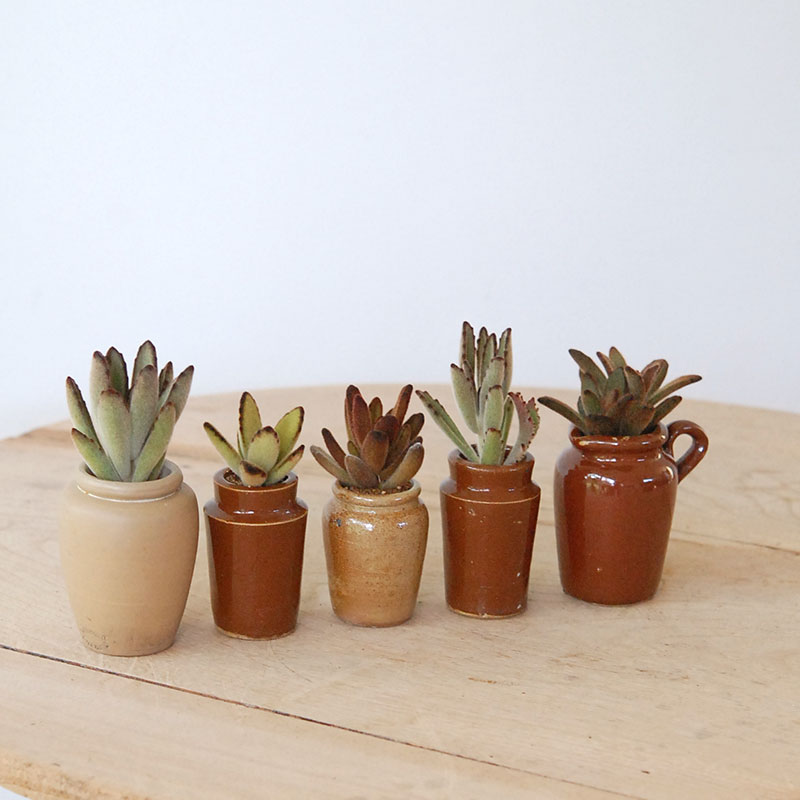 Kalanchoe x antique pot