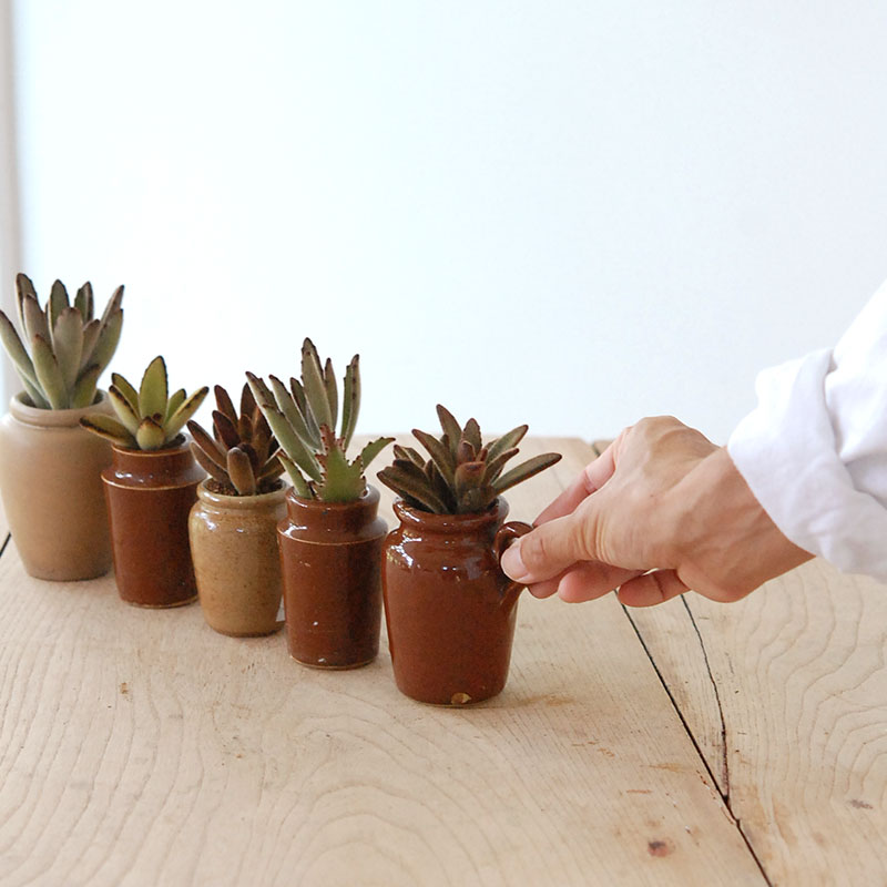 Kalanchoe x antique pot