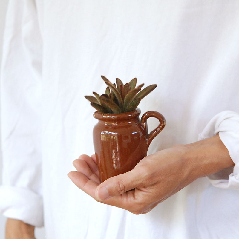 Kalanchoe x antique pot