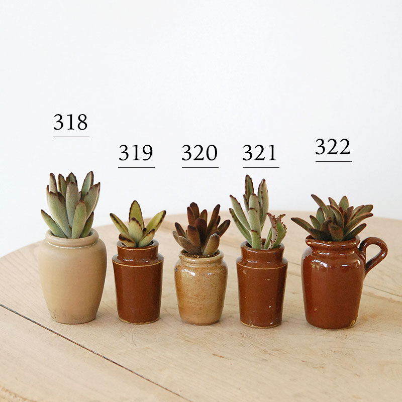 Kalanchoe x antique pot