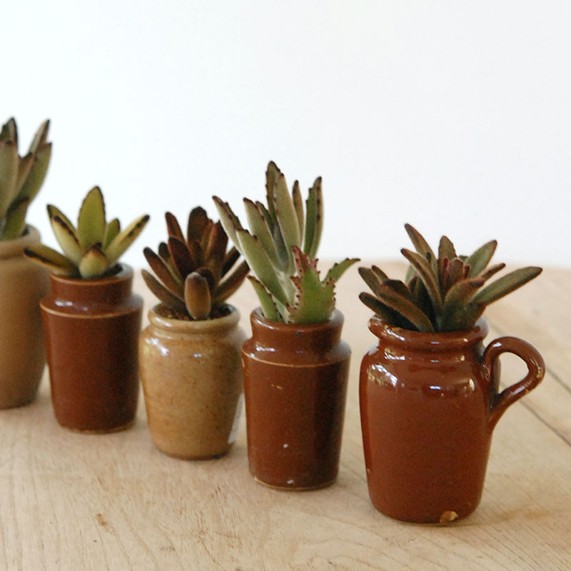 Kalanchoe x antique pot