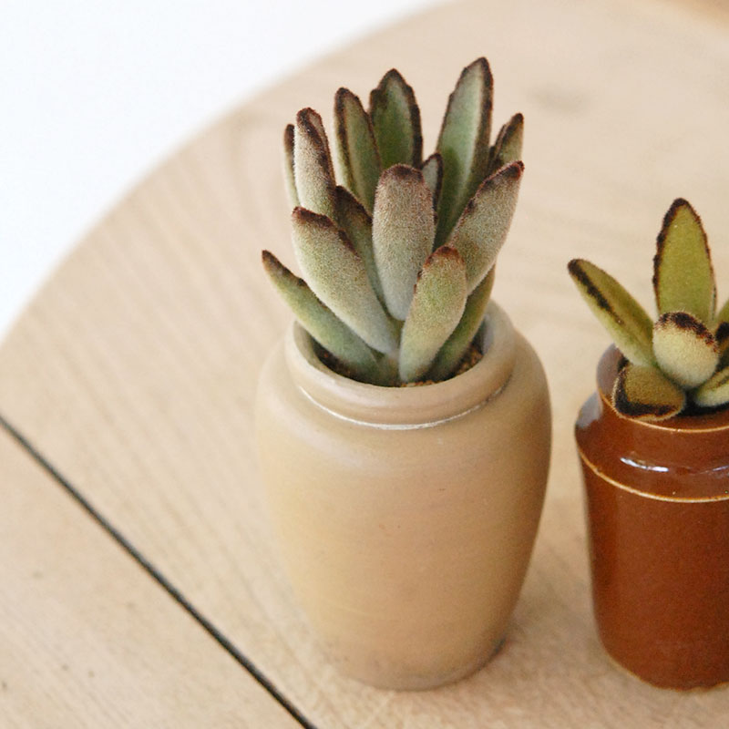 Kalanchoe x antique pot