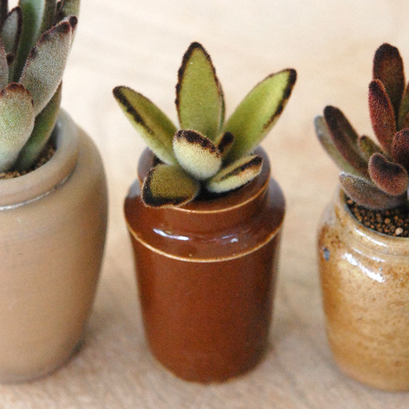 Kalanchoe x antique pot