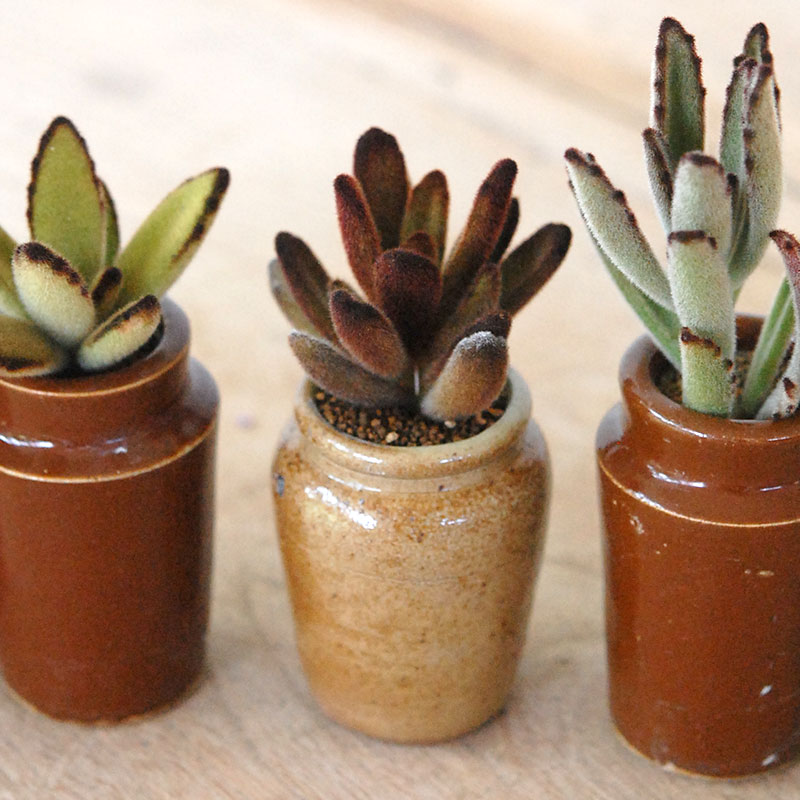 Kalanchoe x antique pot
