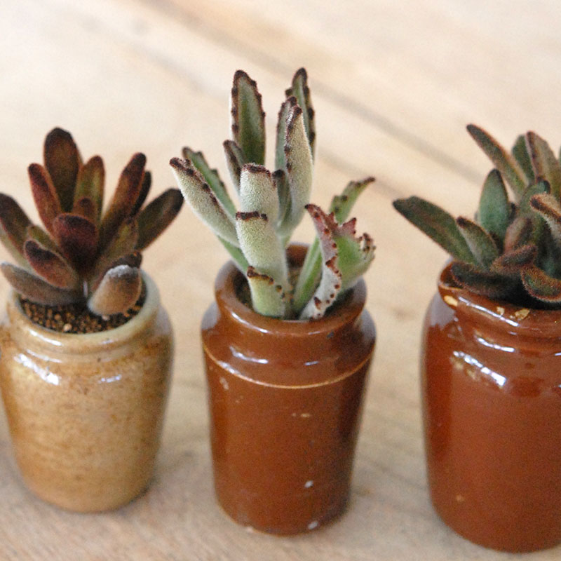 Kalanchoe x antique pot