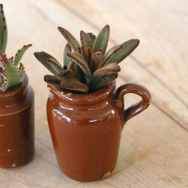 Kalanchoe x antique pot
