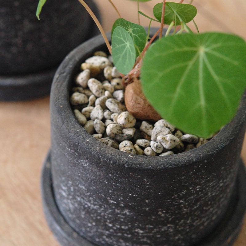 Stephania cepharantha x black pot