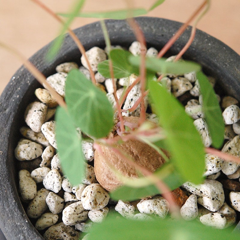 Stephania cepharantha x black pot