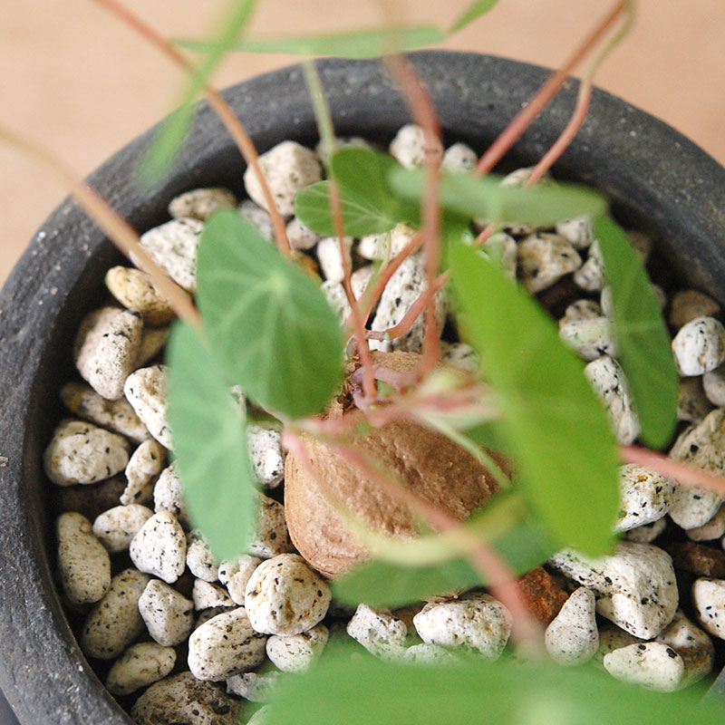 Stephania cepharantha x black pot