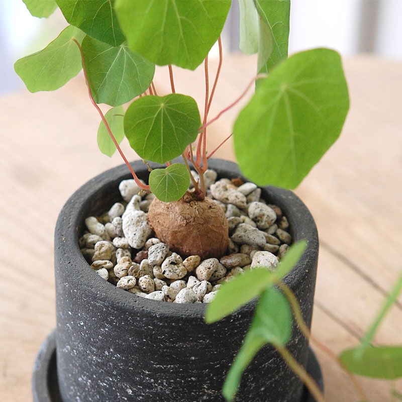 Stephania cepharantha x black pot