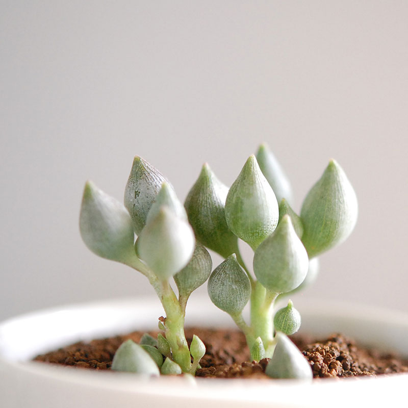 白寿楽 / Senecio
