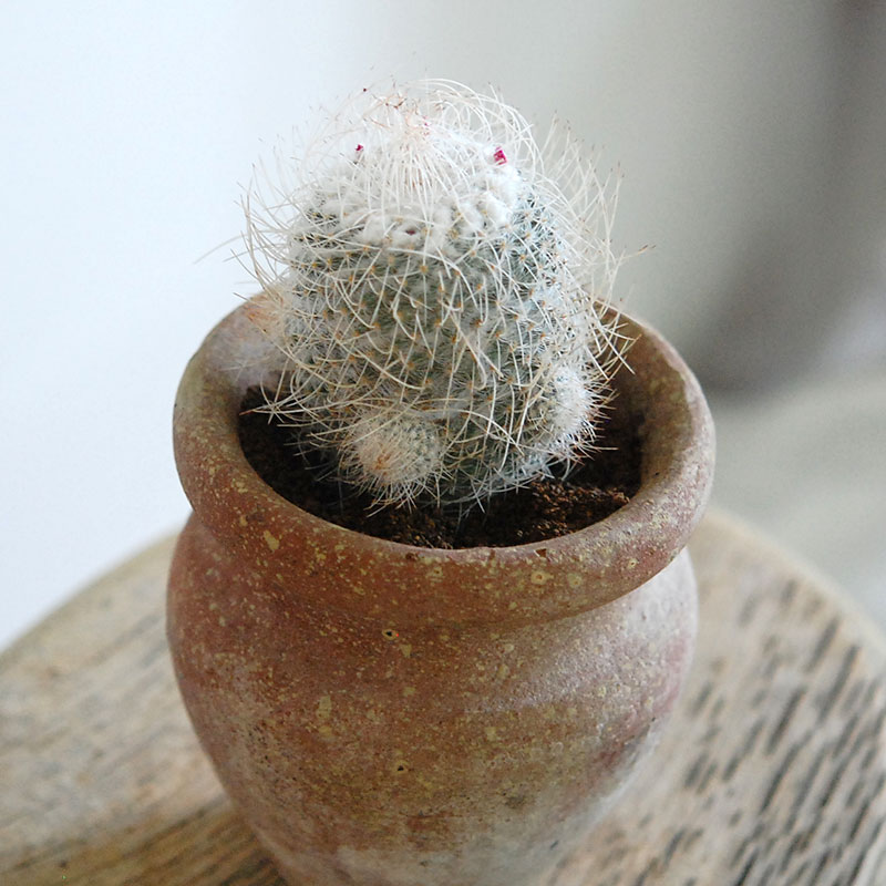 cactus x desert pot