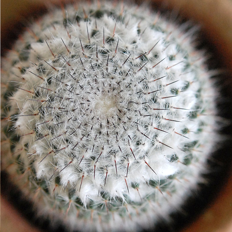 【限定コラボ鉢】HABITAT POT Valiem x COOL CACTUS 限定コラボ鉢】HABITAT POT Valiem x COOL CACTUS