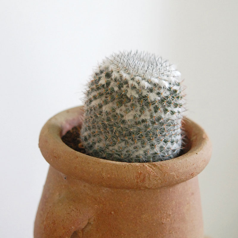 cactus x desert pot