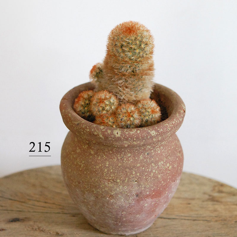 cactus x desert pot