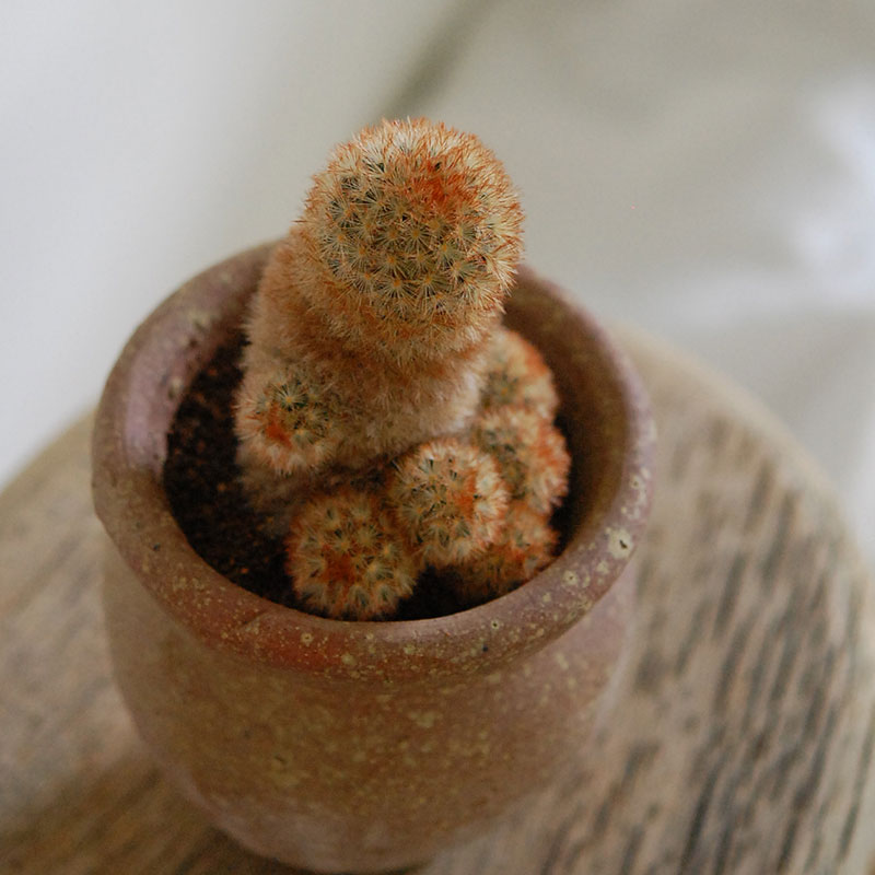cactus x desert pot