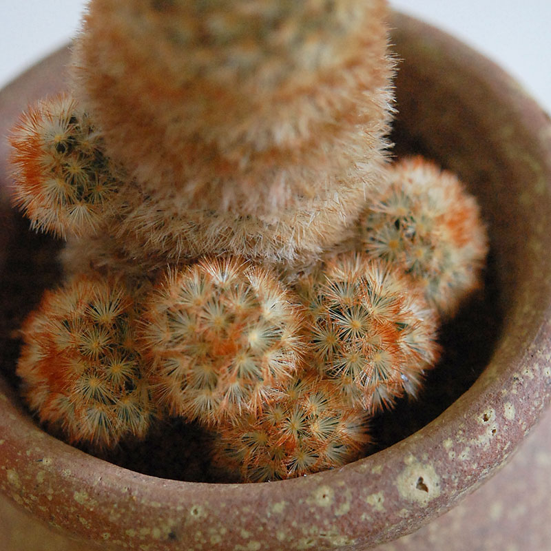 cactus x desert pot