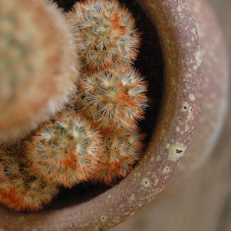 cactus x desert pot | 多肉植物の専門店 solxsol（ソルバイソル）