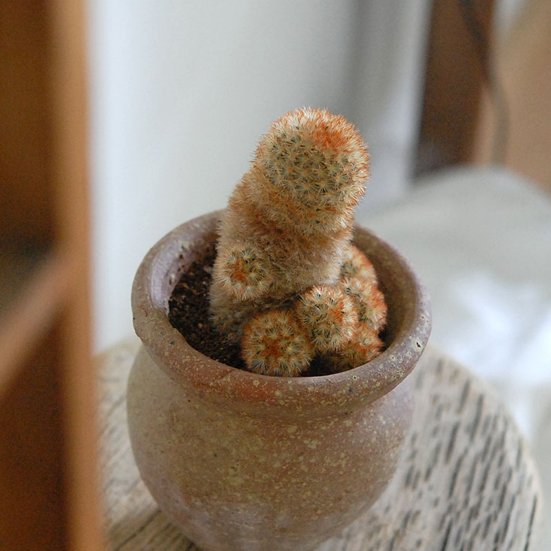 cactus x desert pot