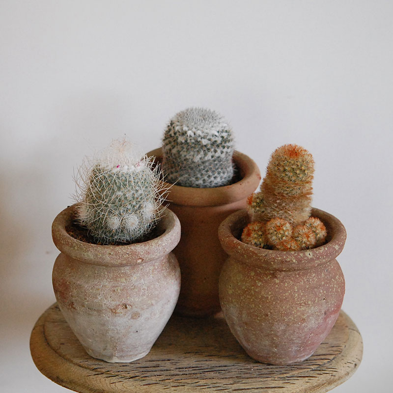 cactus x desert pot