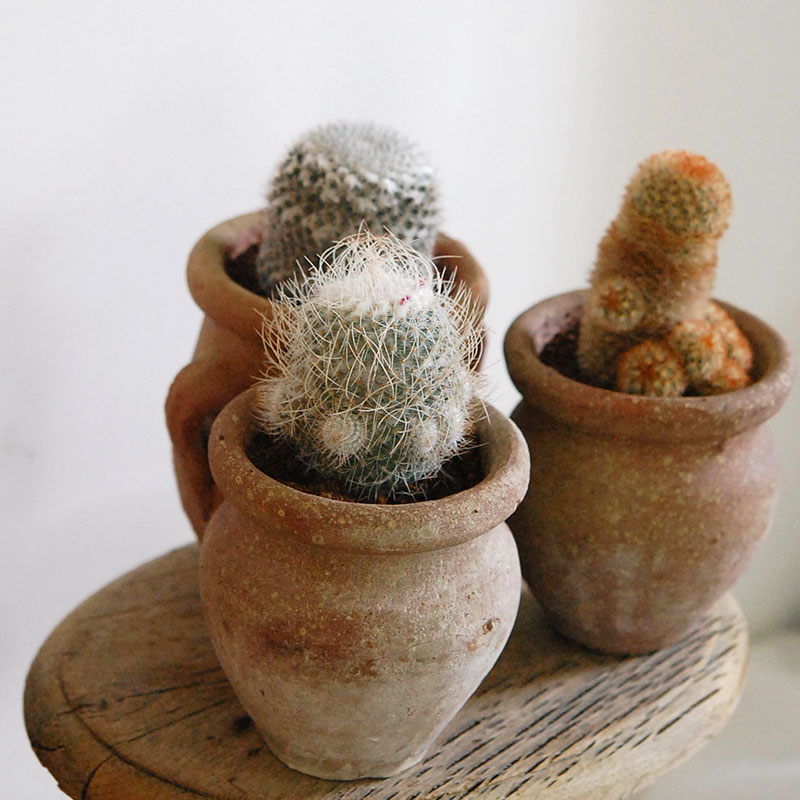 cactus x desert pot