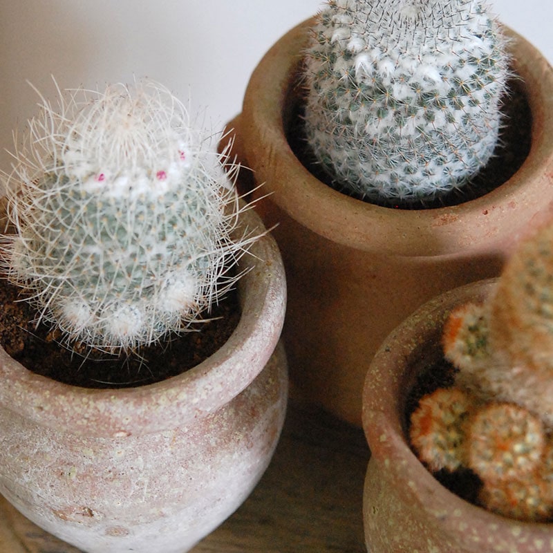 【限定コラボ鉢】HABITAT POT Valiem x COOL CACTUS VALIEM GHOST“THX鉢”青坊主別注 Gray Color 植栽 第一弾 グレー