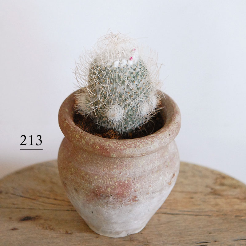【限定コラボ鉢】HABITAT POT Valiem x COOL CACTUS 限定コラボ鉢】HABITAT POT Valiem x COOL CACTUS