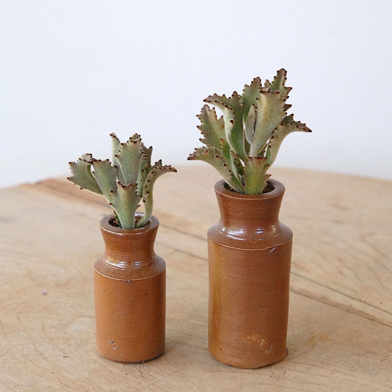 Kalanchoe サンダー ラビット x antique pot