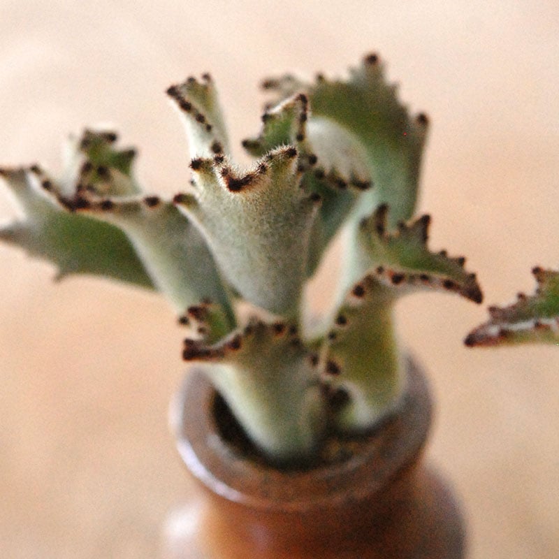 Kalanchoe サンダー ラビット x antique pot