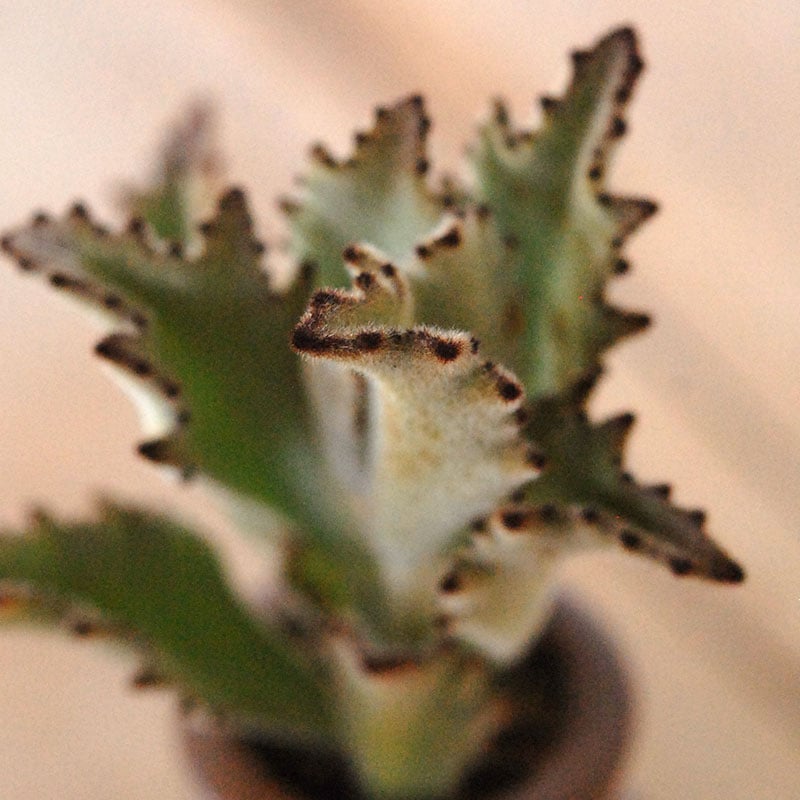 Kalanchoe サンダー ラビット x antique pot