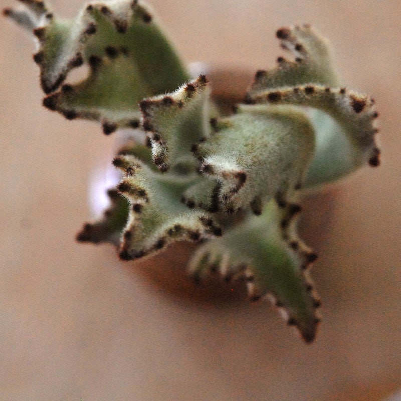 Kalanchoe サンダー ラビット x antique pot