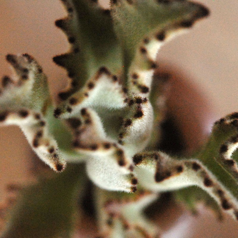 Kalanchoe サンダー ラビット x antique pot