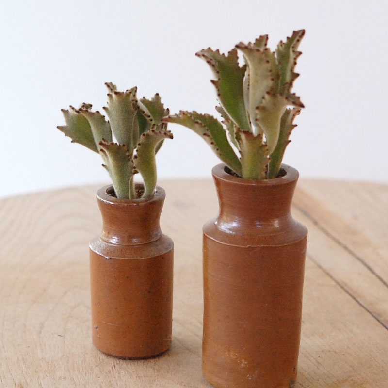 Kalanchoe サンダー ラビット x antique pot