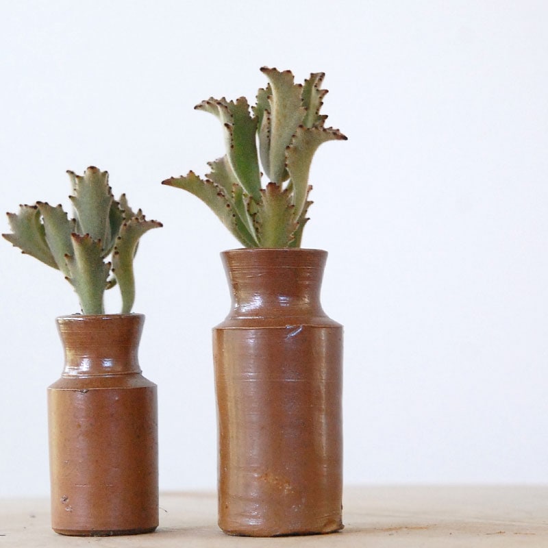 Kalanchoe サンダー ラビット x antique pot