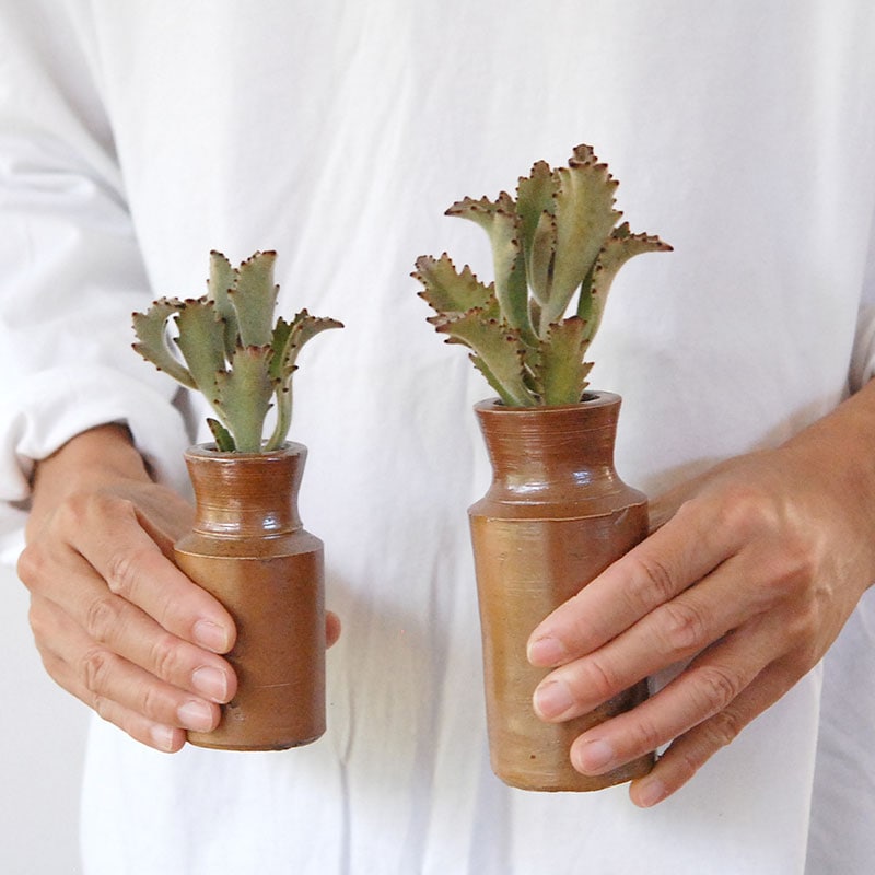 Kalanchoe サンダー ラビット x antique pot